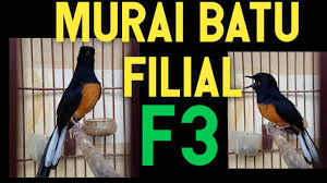 12 daftar panjang bulu ekor murai batu berdasarkan habitat aslinya Murai F3 Silangan Borneo X Medan Youtube