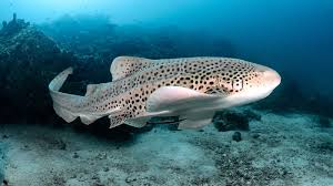 Image result for shark