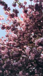 Pink Flower Aesthetic Wallpaper Gambar Bunga Tapeta Na Telefon 736x1309 Download Hd Wallpaper Wallpapertip