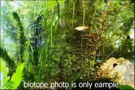 The houseplants cyperus papyrus and cyperus alternifolius are commonly known as umbrella grass, umbrella plant, umbrella papyrus, umbrella sedge or the umbrella palm. A Guide On Running A Northern Madagascar Aquarium Biotope