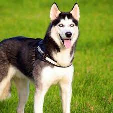 Maybe you would like to learn more about one of these? Siberian Husky