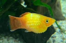 Goldfish are cold blooded and cannot tolerate high temperatures. 11 4 Dropsy