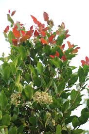 Image result for Bersama lucens