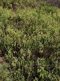 Image result for Exochaenium grande