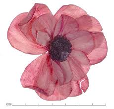 Image result for Aeschynomene afraspera