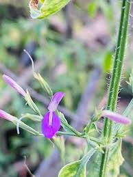 Image result for Dicliptera paniculata