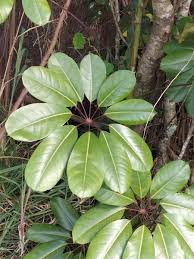 Image result for Heptapleurum actinophyllum