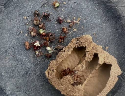 🤔Ever wonder what's in a mud dauber nest, or what that bunch of clay tubes  is on your barn wall? 🐝 Mud daubers are non-aggressive wasps (meaning they  aren't likely to come