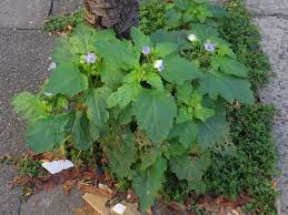 Image result for Nicandra physalodes
