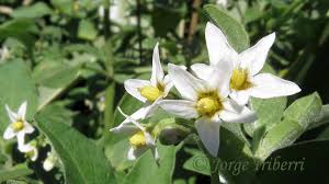 Image result for Solanum sp. A
