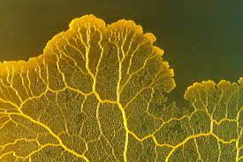 Yellow mold is often referred as slime mold, because the colony looks like bright slime when seen at a glance. Listen To Slime Mold Sing A Song Wired