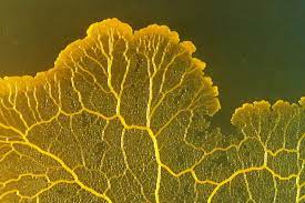 A large colony of mold often shows actual fungi head growths, which look like tiny. Listen To Slime Mold Sing A Song Wired