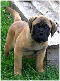 The search tool above returns a list of breeders located nearest to the zip or postal code you enter. Bullmastiff Puppies Rescue Breeders Pictures Temperament Facts Animals Adda