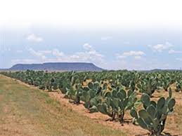 I'm amazed at how good it makes me feel. Cladodes Make Good Business Farmer S Weekly