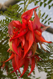 Image result for Crateranthus