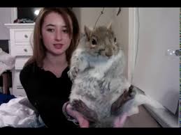 Can You Keep A Squirrel As A Pet Whatdosquirrelseat Org