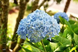 Kết quả hình ảnh cho cẩm tú cầu nhiều màu