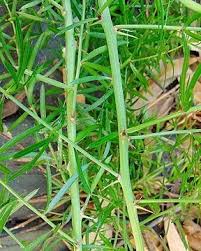 Image result for Cynodon aethiopicus