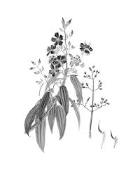 Image result for Zygophlebia villosissima