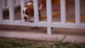 Buzzfeed Puppies Gifs Get The Best Gif On Giphy The best gifs of basset hounds on the gifer website. buzzfeed puppies gifs get the best