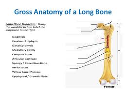Duncan bones home a sam duncan project 2012 by s. Skeletal System Bone Functions 1 Support Hard Framework That Supports Body And Holds Soft Organs Lower Limbs Ribs 2 Protection Skull Vertebrae Ppt Download