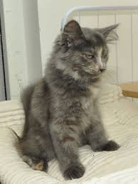 Http Austerlitz Siberian Cz Vweb Allc Cora Cora15092304 Jpg Tortoise Shell Cat Fur Babies Kitty