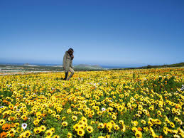 Grow plants in bright, indirect light for the best color and blooms. Flower Power In South Africa The Portugal News