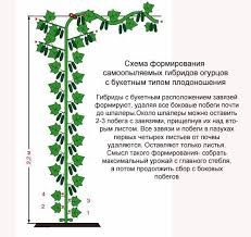 уход за огурцами в открытом грунте от посадки до урожая Luchshie Sorta Puchkovyh Ogurcov Samoopylyaemye Dlya Teplicy I Pcheloopylyaemye Dlya Otkrytogo Grunta Sovremennoe Sadovodstvo Malenkie Ogorody Shpalery
