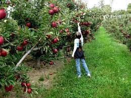 Picking An Apple Apple Orchard Palm Tree Pictures Apple Farm