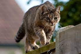 Ways To Keep Cats Out Of Your Yard Or Garden Cat Repellant Beautiful Cats Pictures Cats And Kittens
