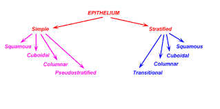 als tutorial histology epithelium covering lining epithelia