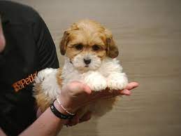 Our teddy bear puppies for sale in north carolina are bred for health & quality. Teddy Bear Puppies Petland Iowa City