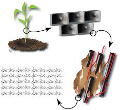 Hence because of cell wall, plants might not. Structure Of Cellulose Within The Plant Cell Wall The Plant Cell Is Download Scientific Diagram