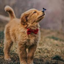 Birresimkaydet Saveanimage Barissenduran Resim Kaydet Save Image Picture Beautiful Nice Guzel Harika Wo Yavru Kopek Hayvan Bebekler Bebek Kopekler