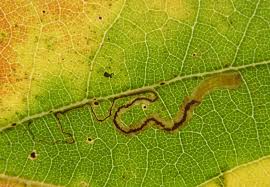 Image result for Stigmella malella