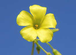 Image result for Oxalis pes-caprae