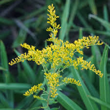 Image result for Solidago