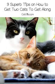 How do you get cats to get along. 9 Superb Tips On How To Get Two Cats To Get Along