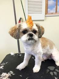 While there are some standard hairstyles that groomers create for various dog pageants, you as an owner can come up with anything you wish. Top 14 Funny Dog Haircuts Glamorous Dogs