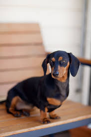 Check spelling or type a new query. Lyla The Black And Tan Miniature Dachshund Doxie Sausage Dog Dachshund Pets Dachshund Puppy Miniature Dapple Dachshund