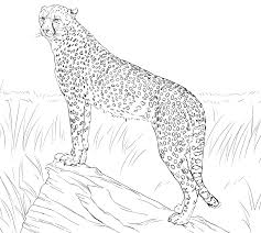 Cheetah Coloring Pages Animal Coloring Pages Zoo Animal Coloring Pages Cat Coloring Page