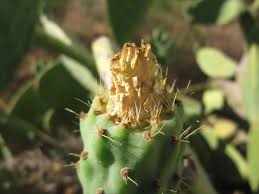 The prickly pear cactus is a flowering cactus native to north america. 42 Royalty Free Prickly Pear Cactus Images Peakpx