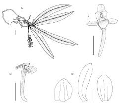 Image result for Rhipidoglossum