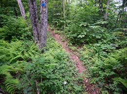 Savoy mountain state forest is a popular attraction for dogs visiting florida. Western Mass Site 4 Savoy Mountain State Forest Trailrunningsites