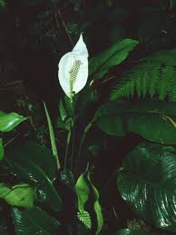 Image result for Spathiphyllum