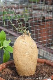 Image result for Fockea angustifolia