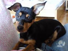 Hunde schlafen glückliche hunde spiele für zuhause indoor spiele hundehaltung hundesport hundeerziehung hundewelpen hündchen training. Gute Hunde Beschaftigungen Spiele Fur Zuhause Tiere Hund Spielzeug