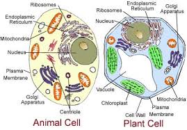 organelle structure and function a level notes