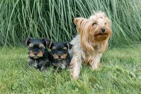 Maybe you would like to learn more about one of these? The Different Yorkie Colors And Your Guide To Understanding This Beautiful Breed K9 Web