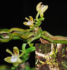 Image result for Taeniophyllum